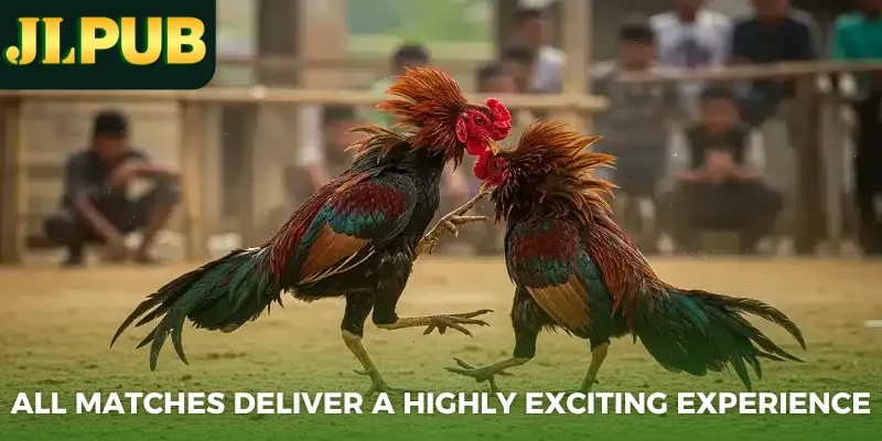 All matches deliver a highly exciting experience
